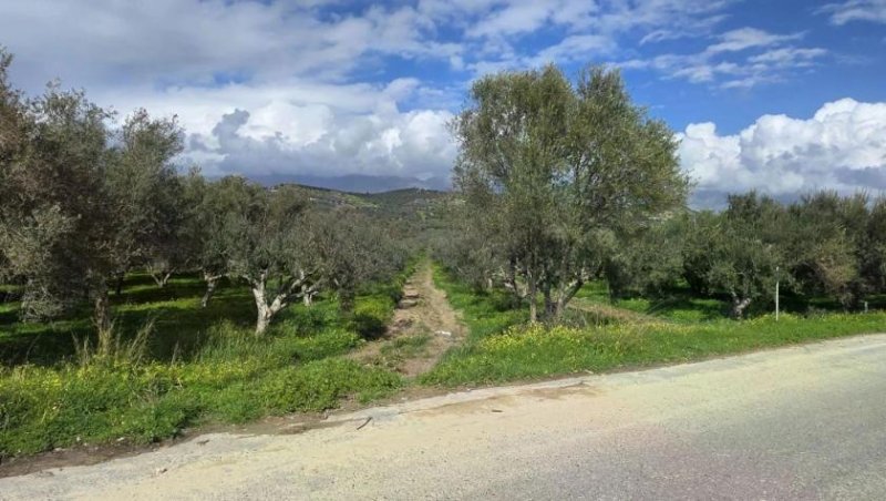 Kamilari Kreta, Olivenhain Grundstück 6.000 m² nahe dem Dorfzentrum Kamilari Grundstück kaufen