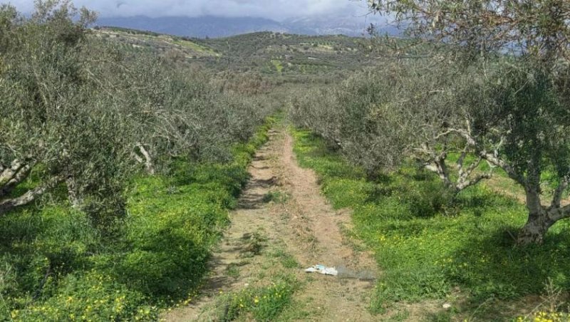 Kamilari Kreta, Olivenhain Grundstück 6.000 m² nahe dem Dorfzentrum Kamilari Grundstück kaufen