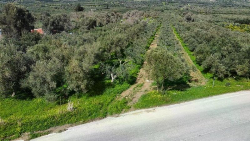 Kamilari Kreta, Olivenhain Grundstück 6.000 m² nahe dem Dorfzentrum Kamilari Grundstück kaufen