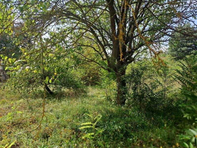 Pócsmegyer Pócsmegyer Surány, Holló utcában 693 m2-es saroktelek eladó. Villany a telken belül, a víz fúrt kútból biztosítható.