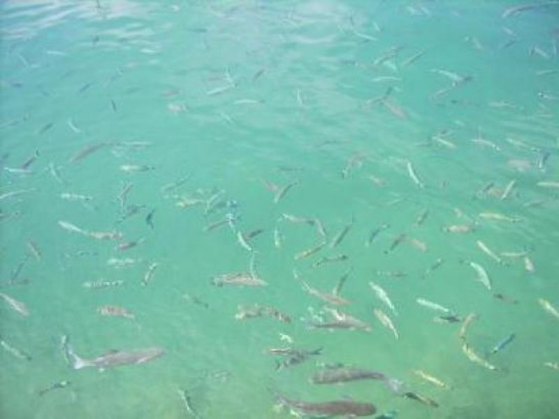 Benitachell Sie haben noch nicht die passende Unterkunft für Ihren Urlaub in Spanien an der Costa Blanca gefunden? Gewerbe mieten