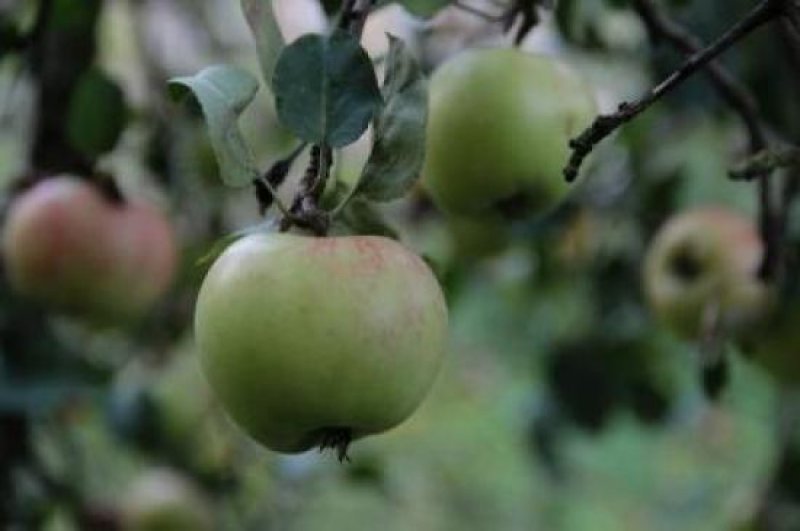 Berlin Vermietung nach Komplettsanierung: 955 m² Gewerbefläche inklusive ca. 3000 m² Grundstücksfläche Gewerbe mieten
