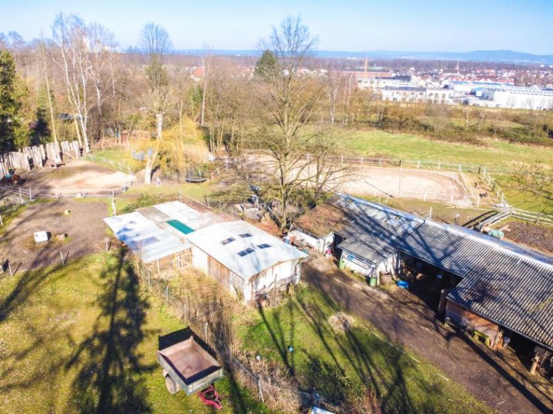 Seligenstadt DIETZ: Reitgelände mit Stallungen für 13 Pferdeboxen auf 1,5 ha zu vermieten! Nur 20 Min von FFM! Gewerbe mieten