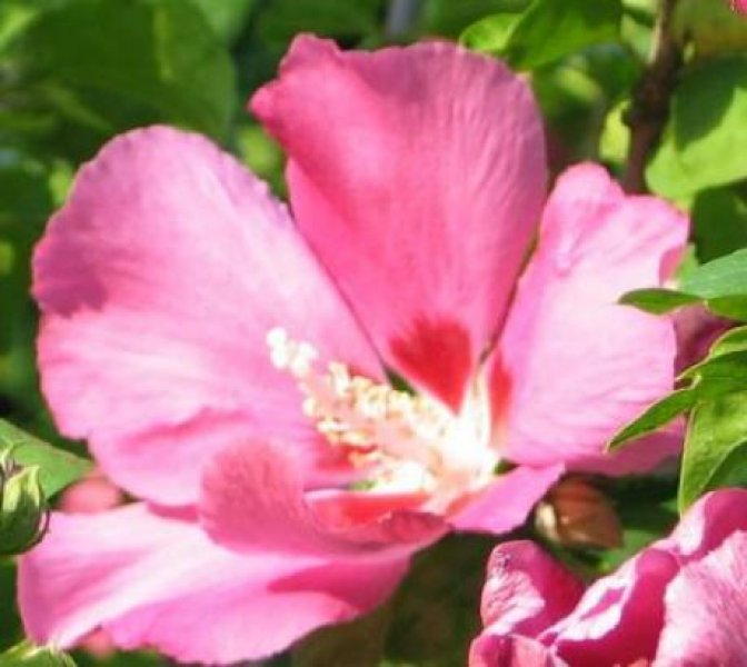 Freising VILLA DOLCE VITA - Serviced Apartments - temporary apartments - furnished flats Wohnung mieten