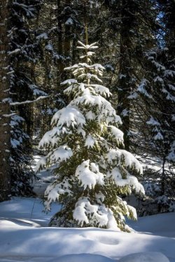 Tosterglope Immobilien Ihr Holzhaus am Wald zu verkaufen Haus kaufen