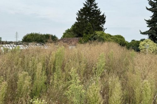 Hürth Grundstücke Baugrundstück für Wohnen oder Gewerbe in Hürth Grundstück kaufen