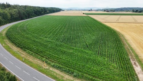 Groß-Umstadt Immobilien DIETZ: Ackerlandfläche direkt an einer Landstraße zu verkaufen zwischen Groß-Umstadt und Münster! Grundstück kaufen