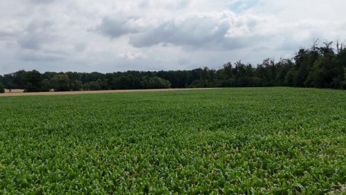 Babenhausen Grundstück DIETZ: Ackerlandfläche zwischen Harpertshausen, Altheim und Richen zu verkaufen Grundstück kaufen