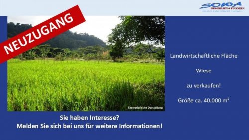 Königsmoos Immobilien Großzügige Landwirtschaftsfläche / Wiese in Königsmoos, evtl. Ausgleichsfläche oder PV - Ein Objekt von SOWA Immobilien vor