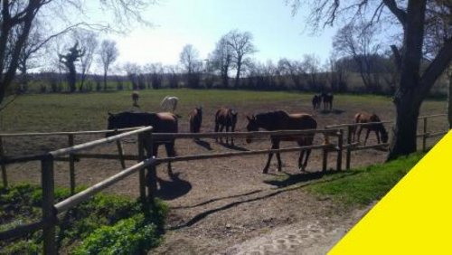 Bad Waldsee Immobilien Pferdehof in idyllischer Alleinlage im Landkreis Ravensburg mit 70000 m² Land am Hof Gewerbe kaufen