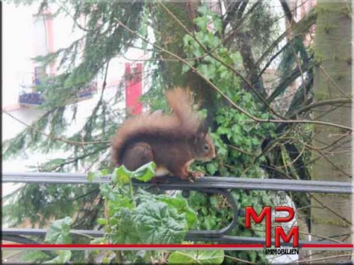 Baden-Baden Große 2 Zimmer Single EG Whg mit Neuer Küche und Eichhörnchen Egon Wohnung mieten
