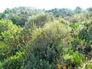 Denia Grundstücke zum verkauf Denia Grundstück kaufen