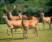 Javea - Alicante - Spanien - Spanien Villa mit Hochwild Jagdgebiet in Spanien zu verkufen Haus kaufen