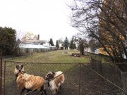 Aken (Elbe) Attraktives Baugrundstück in Aken (Elbe) Ihre Chance für ein neues Projekt Grundstück kaufen