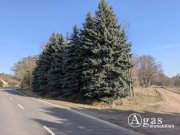 Coswig Freifläche am Waldrand in Stackelitz Grundstück kaufen