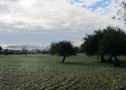 Calvia Landgut mit historischem großem Bauernhaus in Calviá südlich von Mallorca Gewerbe kaufen