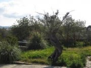 Arta Romantisch-Mallorquinische Finca in ruhiger Lage mit Landschaftsblick. Haus kaufen