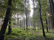 Langenbernsdorf Einzigartiges Anwesen mit Wohnhaus, Gewerbeflächen, Ferienwohnungen und großem Naturareal! Haus kaufen