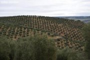 Setinil de las Bodegas Olivenplantage Grundstück kaufen