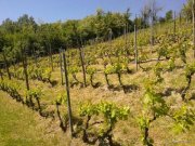 Carpeneto Bed + Breakfast in Carpeneto Haus kaufen