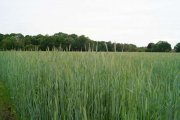Christinendorf Grundstück in Dabendorf mit Blick auf Feld und Naturschutzgebiet Grundstück kaufen