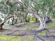 Privlaka Ein neues Projekt mit luxuriösen Wohnungen - erste Reihe zum Meer Wohnung kaufen