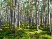 Arad Arad Wald kaufen 220 ha Laubwald - rou-ra-a57 Gewerbe kaufen