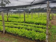 Ponta da Tulha Auswandern nach Bahia – Farmparadies nahe Ilhéus mit 140 ha Haus kaufen