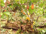 Ilhéus Bahia 75 ha Kakao Fazenda Pousada Meerblick - 13131 Gewerbe kaufen