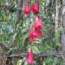 Loncoche 2 Naturgrundstücke mit Häusern und Wasserläufen in Südchile Haus kaufen