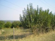 Vardim Altes Landhaus am Ortsrand mit unverbaubarem Blick auf die  Donau im idyllschem Vardim, 3 km nordwestlich von Svishtov Haus
