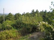 Vardim Altes Landhaus am Ortsrand mit unverbaubarem Blick auf die  Donau im idyllschem Vardim, 3 km nordwestlich von Svishtov Haus
