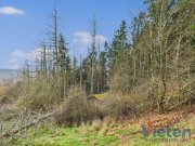 Schleiden Traumhafter Talblick - großes Hanggrundstück mit Abrissobjekt, Wiesen- und Waldfläche in Scheuren Grundstück kaufen