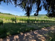 Traben-Trarbach exzelentes Baugrundstück 933 qm (erschlossen) in Traben mit Fernsicht über die Mosel und Weinberge Grundstück kaufen