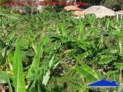 Sosua Baugrundstück Grundstück kaufen