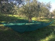 Caldana Olivenhain Grundstück kaufen