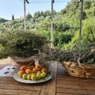 Massa Marittima Landhaus mit Pool in Toplage Haus kaufen