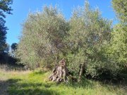 seggiano TERRENO SEGGIANO Grundstück kaufen