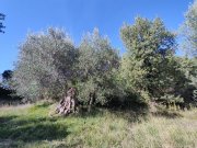 seggiano TERRENO SEGGIANO Grundstück kaufen