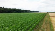 Groß-Umstadt DIETZ: Ackerlandfläche direkt an einer Landstraße zu verkaufen zwischen Groß-Umstadt und Münster! Grundstück kaufen