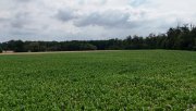 Babenhausen DIETZ: Ackerlandfläche zwischen Harpertshausen, Altheim und Richen zu verkaufen Grundstück kaufen