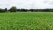 Babenhausen DIETZ: Ackerlandfläche zwischen Harpertshausen, Altheim und Richen zu verkaufen Grundstück kaufen