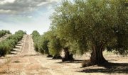Poluguros Chalkidiki Oliven Plantage in Chalkidiki Poluguros mit 200.000 qm Grundstück kaufen