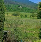 Maikammer Leben inmitten der Natur , angrenzend an die Weinberge mit Blick auf das Hambacher Schloss Haus kaufen