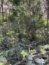 Kaiserslautern Beste Wohnlage - ruhig mitten im Wald und doch Großstadtnah - hier kann man sich ein Heim bauen! Grundstück kaufen