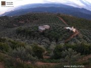 Platanias Kreta, Planias - Grundstück 110.000m² mit ca. 2.400 Olivenbäumen und kleinem Haus Grundstück kaufen