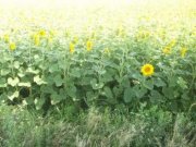 München 470 Ha Ackerland in Wesrumänien zu verkaufen- Grundstück kaufen