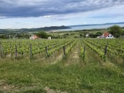 Aszófö Weinberg in Aszófö-Öreghegy am Balaton-Nordufer, 6334 m² Haus kaufen