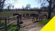Bad Waldsee Pferdehof in idyllischer Alleinlage im Landkreis Ravensburg mit 70000 m² Land am Hof Gewerbe kaufen