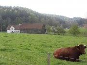 Pressath Landwirtschaftliche Fläche Naturpark Hessenreuther Wald Grundstück kaufen